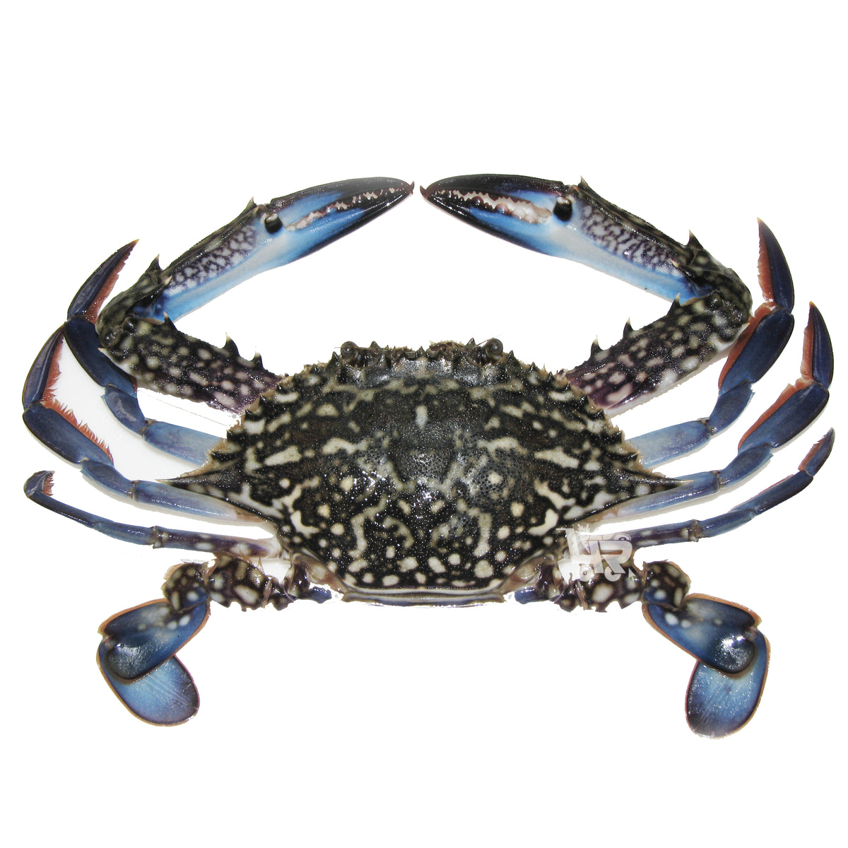 Blue Crab Alimasag Fresh Per Kilo 4r Fresh And Frozen 6114