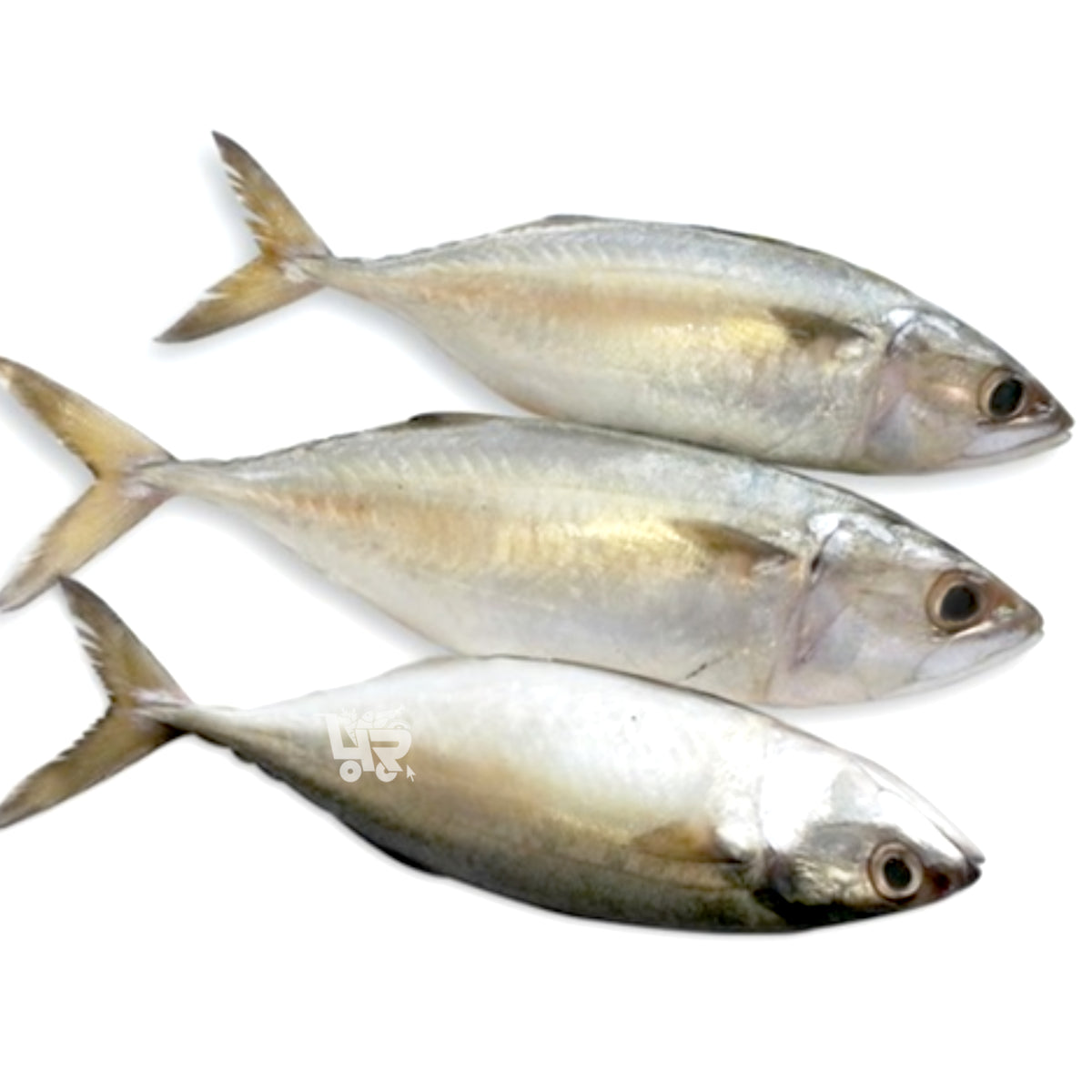 HasaHasa (Short Bodied Mackerel) 4R Fresh And Frozen