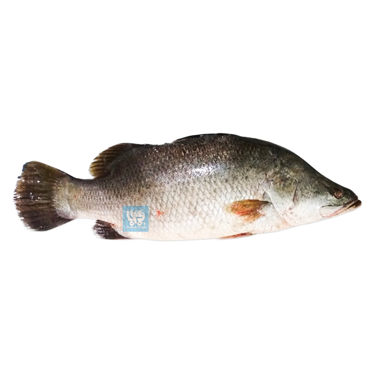 Frozen Seabass / Barramundi 10kg 4R Fresh And Frozen