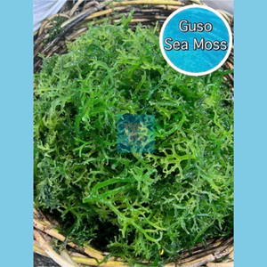 Guso (Sea Moss)