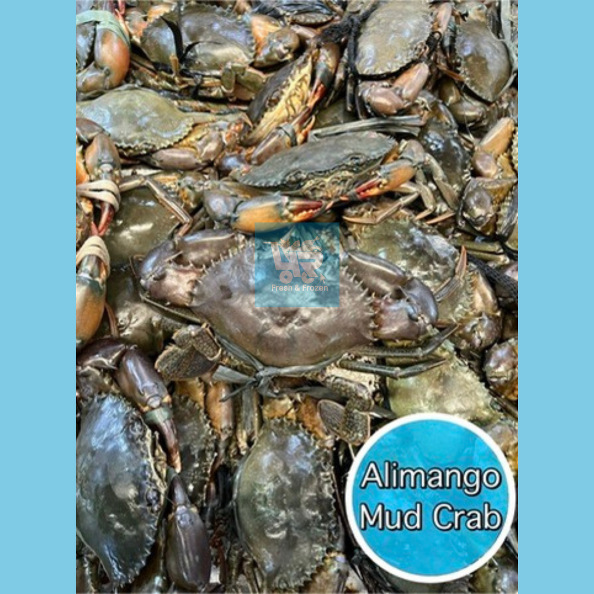 Alimango (Mud Crab) – 4R Fresh And Frozen