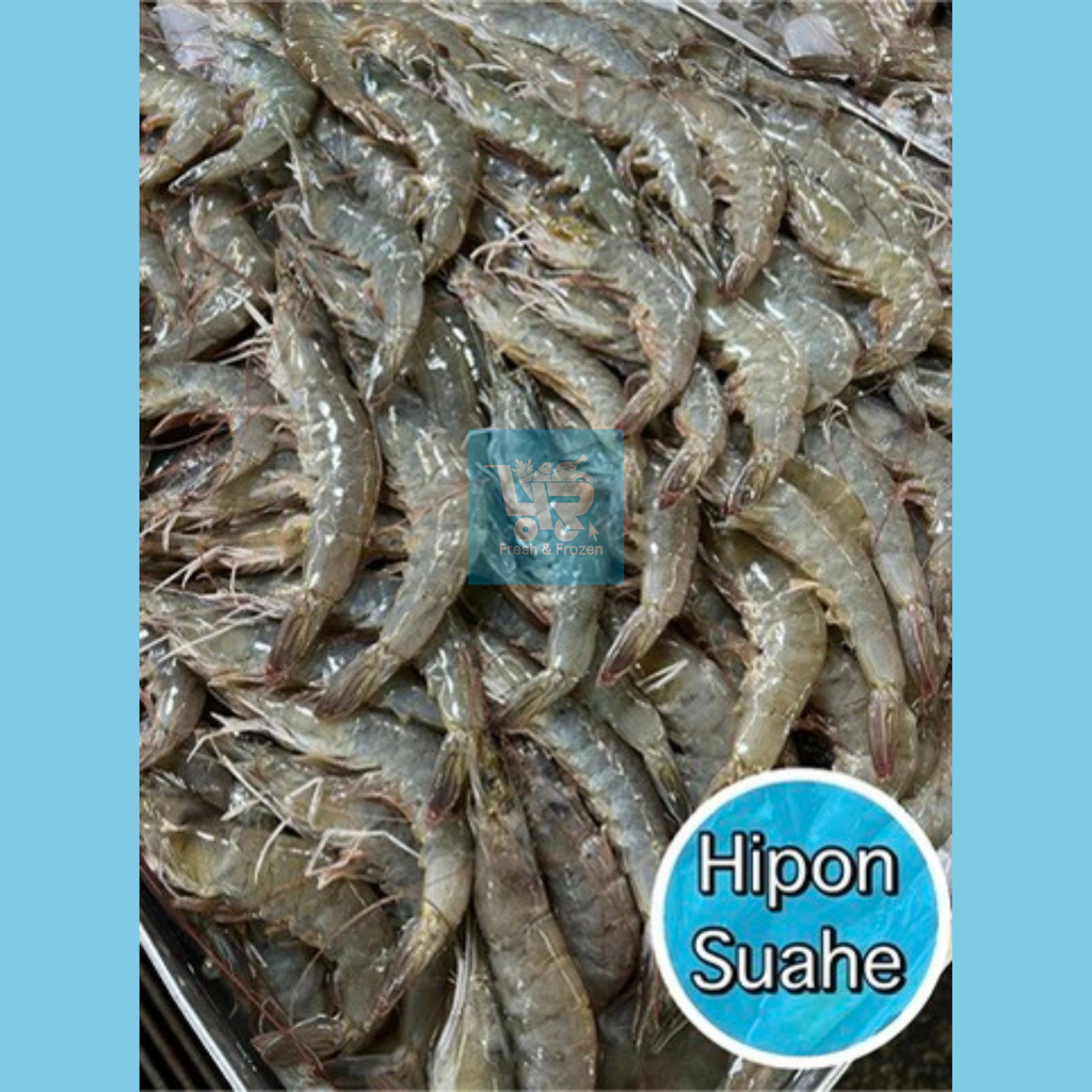 White Shrimp (Hipon or Suahe)