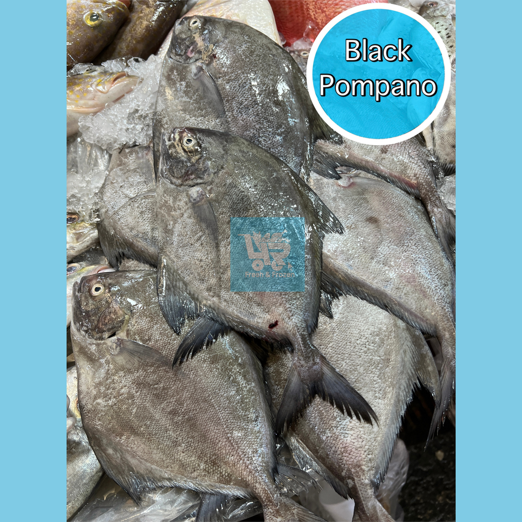 Black Pomfret (Pompano / Pampano)