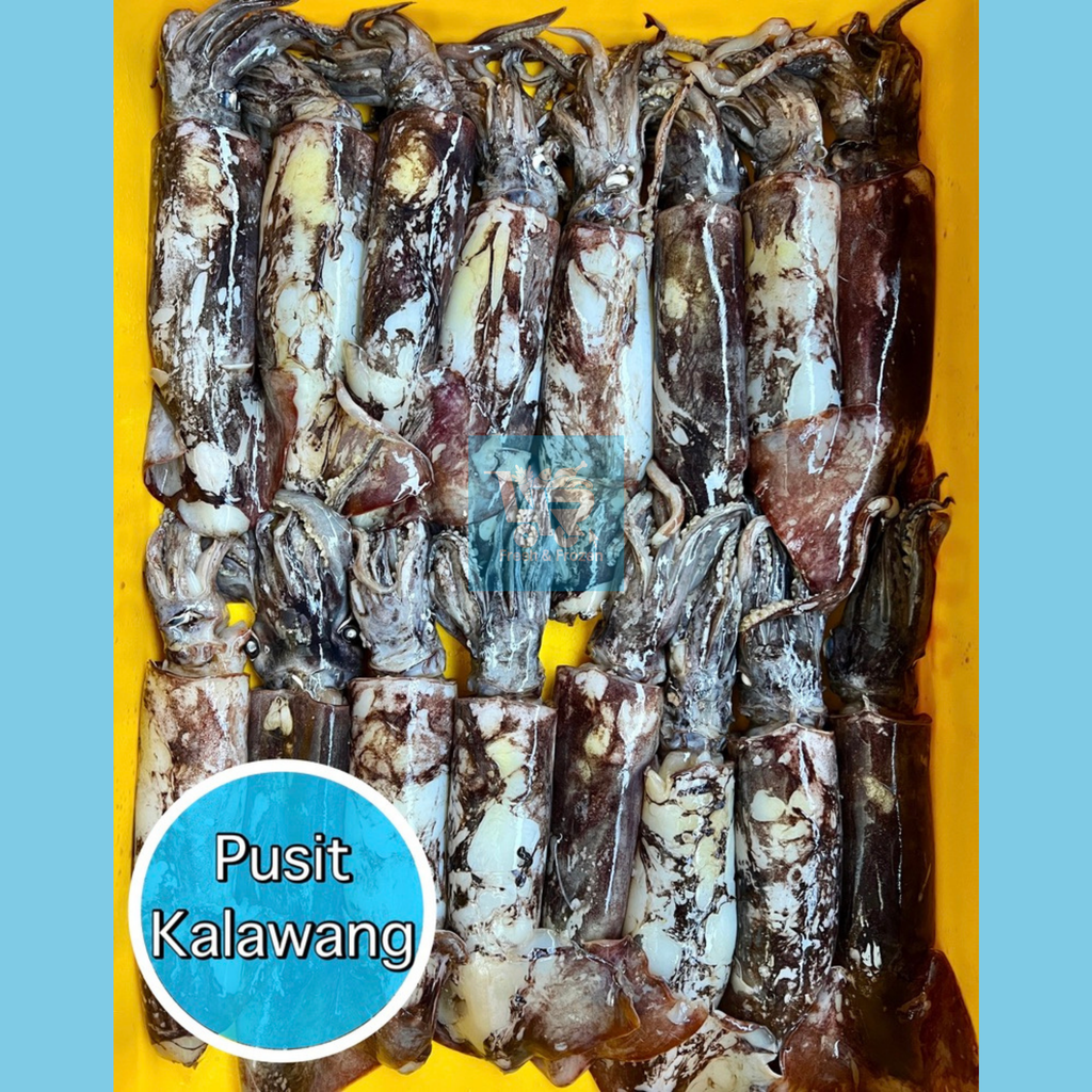 Pusit Kalawang (Argentine / Pacific Red Squid)