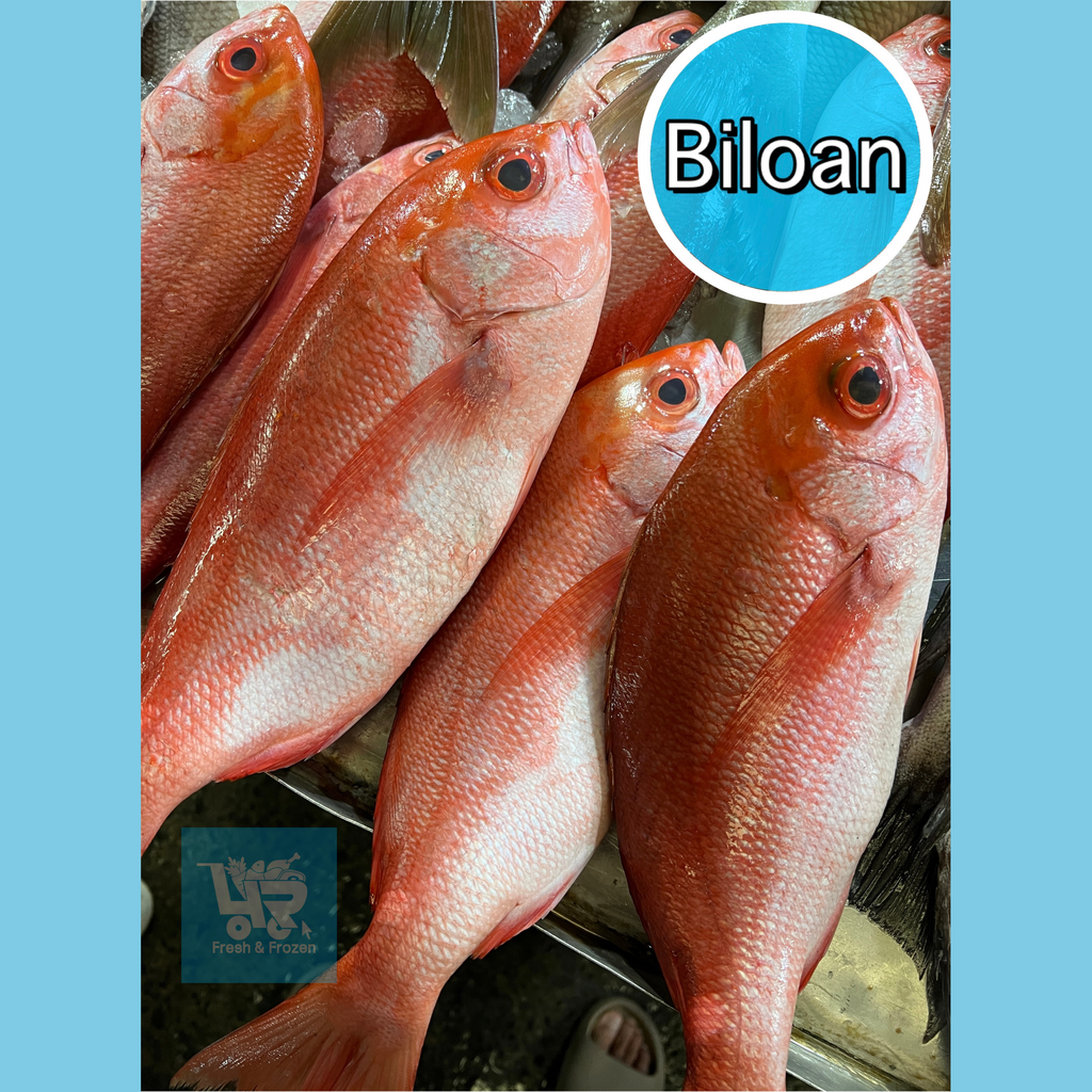 Biloan / Large Bisugo  (Lattice Monocle Bream)