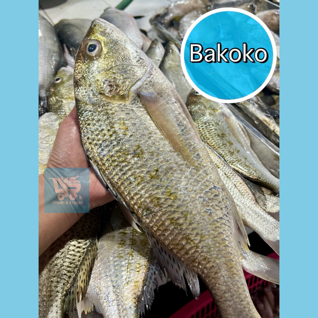 Bakoko (Sea Bream)