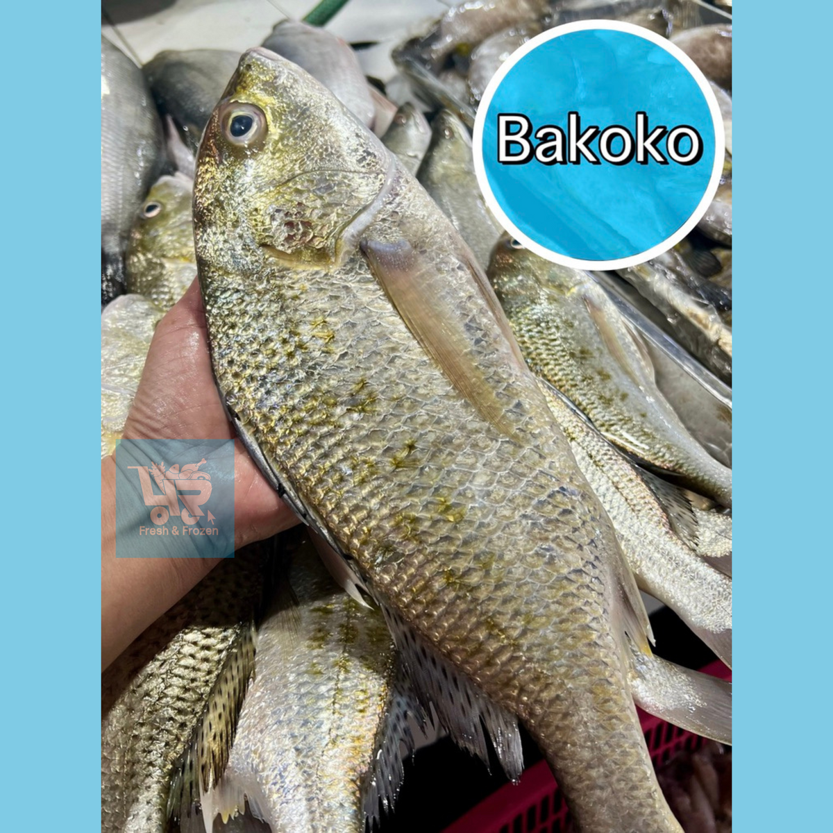 Bakoko (Sea Bream) – 4R Fresh And Frozen
