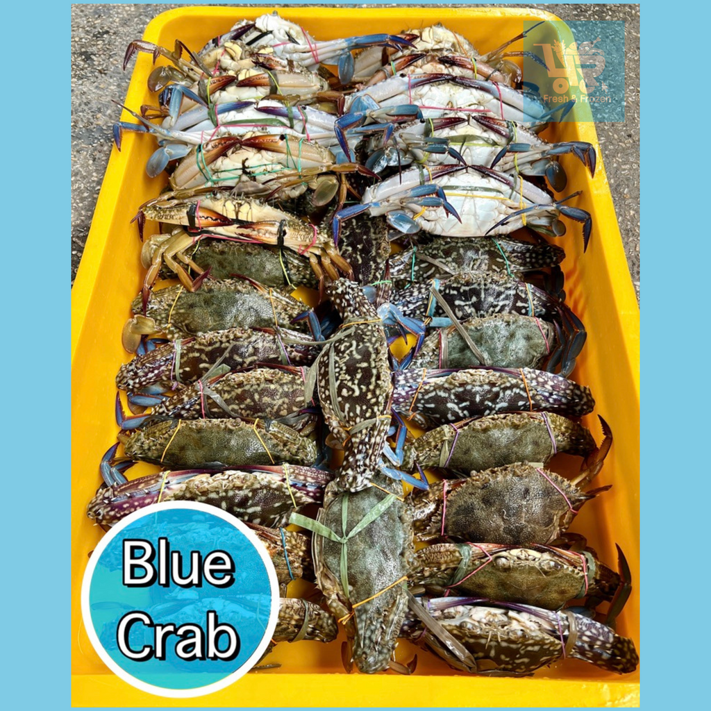 Alimasag (Blue Crab)