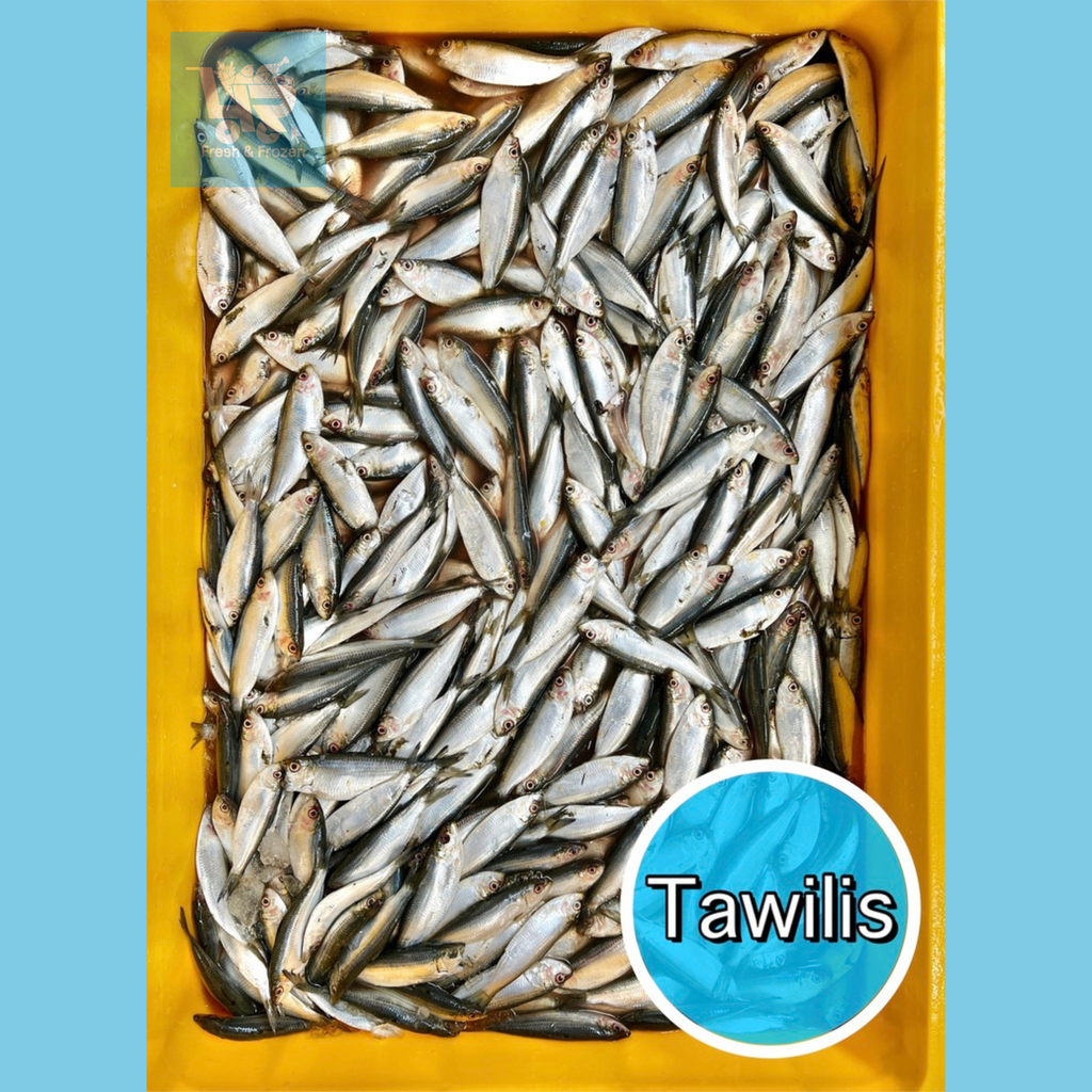 Tawilis (Freshwater Sardines)