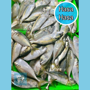 Hasa-Hasa (Short Bodied Mackerel)