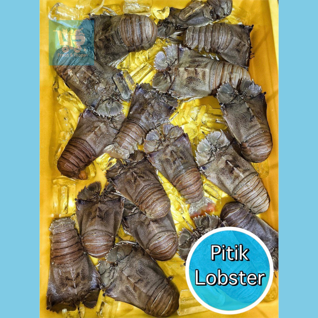 Pitik Lobster (Slipper Lobster)