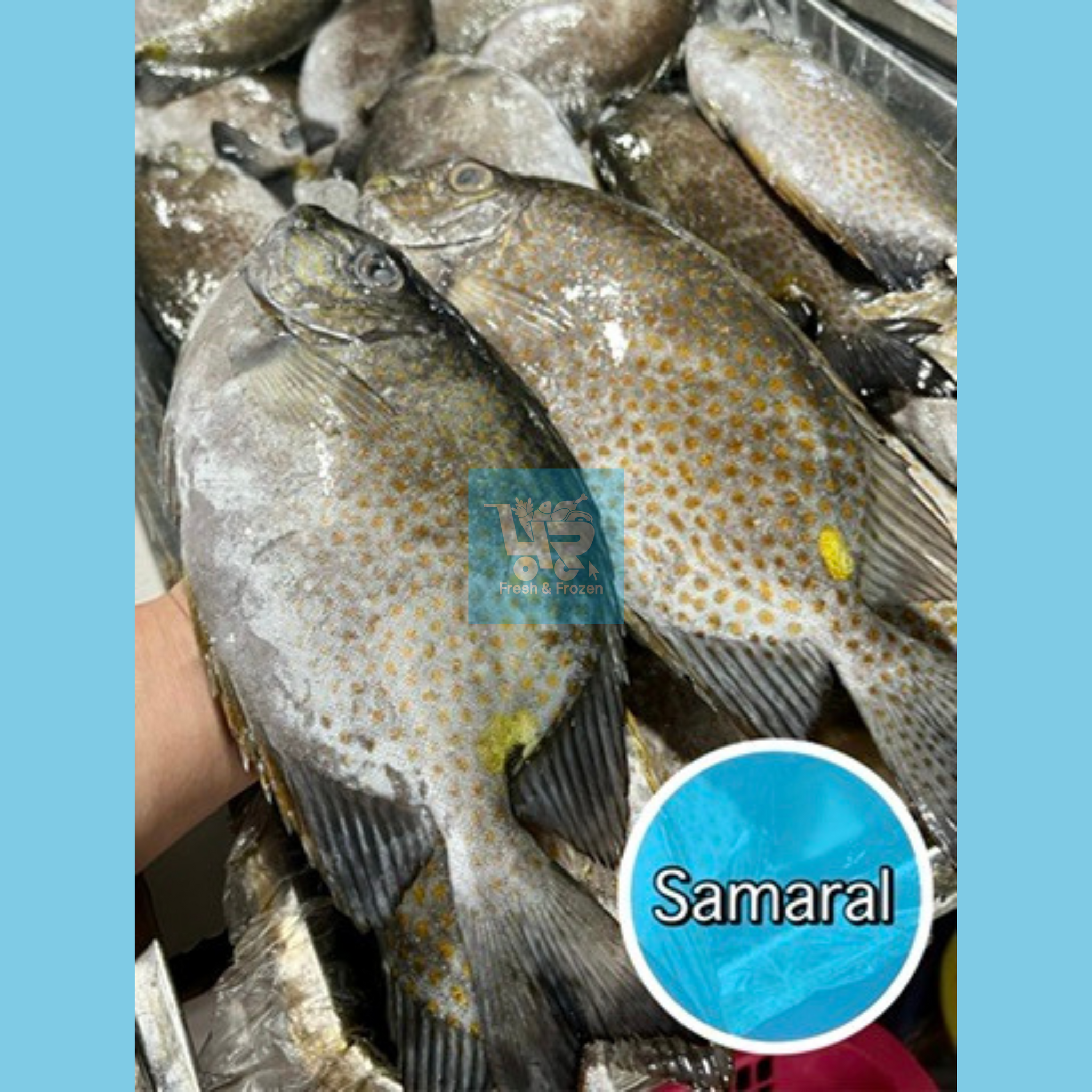 Samaral (Rabbitfish) – 4R Fresh And Frozen