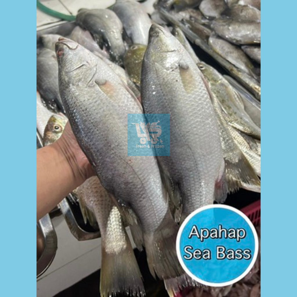 Apahap (Sea Bass / Barramundi)