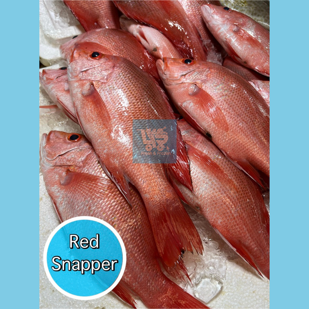 Maya-Maya (Red Snapper)