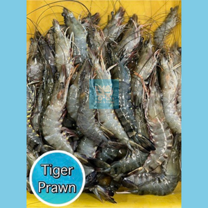 Sugpo (Tiger Prawn)