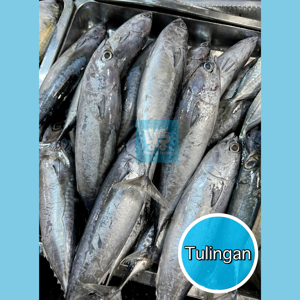 Tulingan (Bullet Tuna)