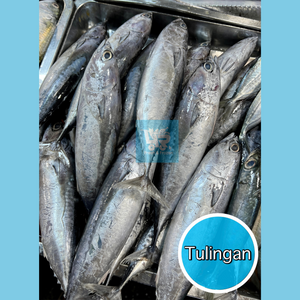 Tulingan (Bullet Tuna)