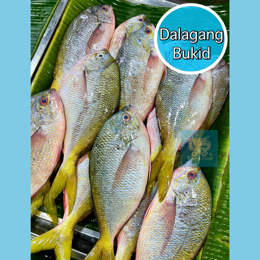 Dalagang Bukid Lapad (Yellow Tail Fusilier)