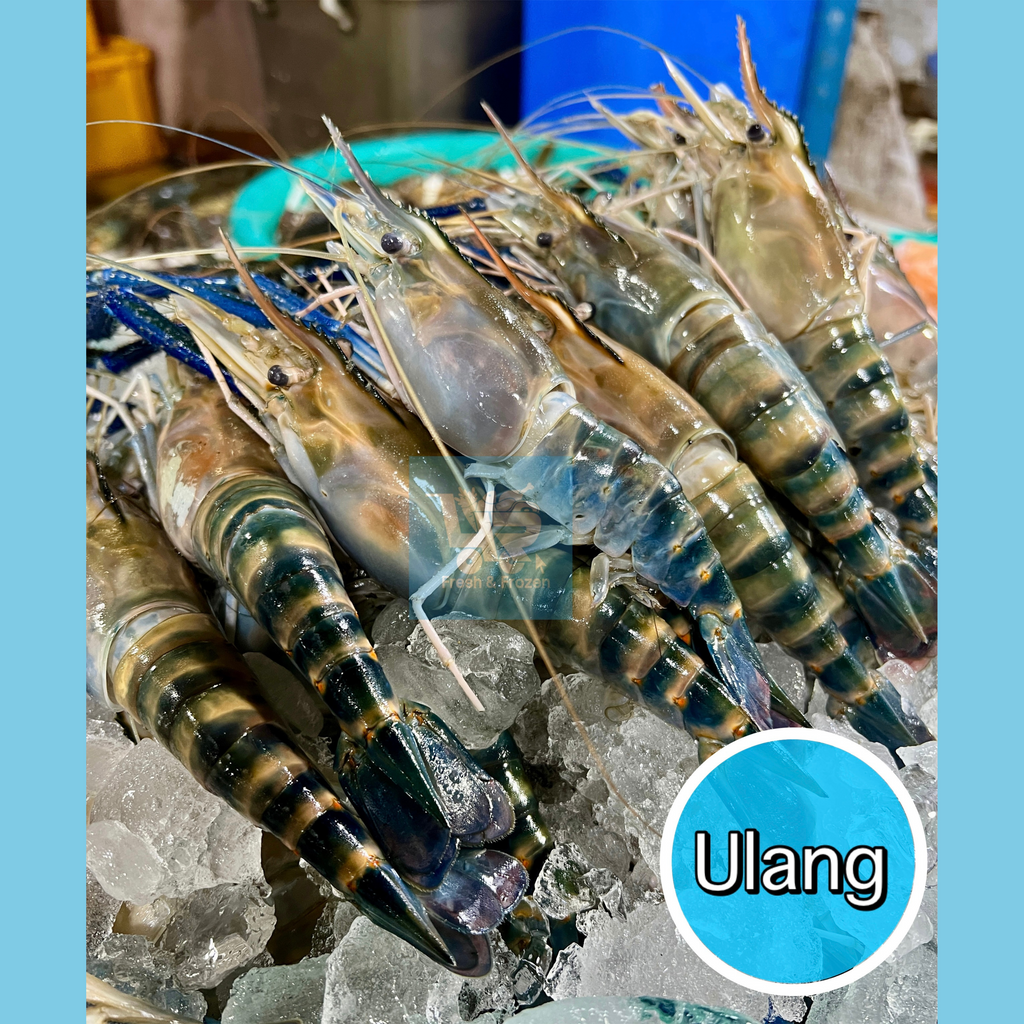 Ulang (Freshwater Prawn)