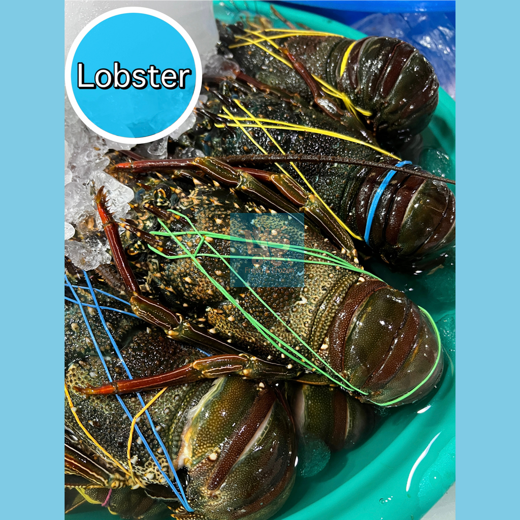 Lobster