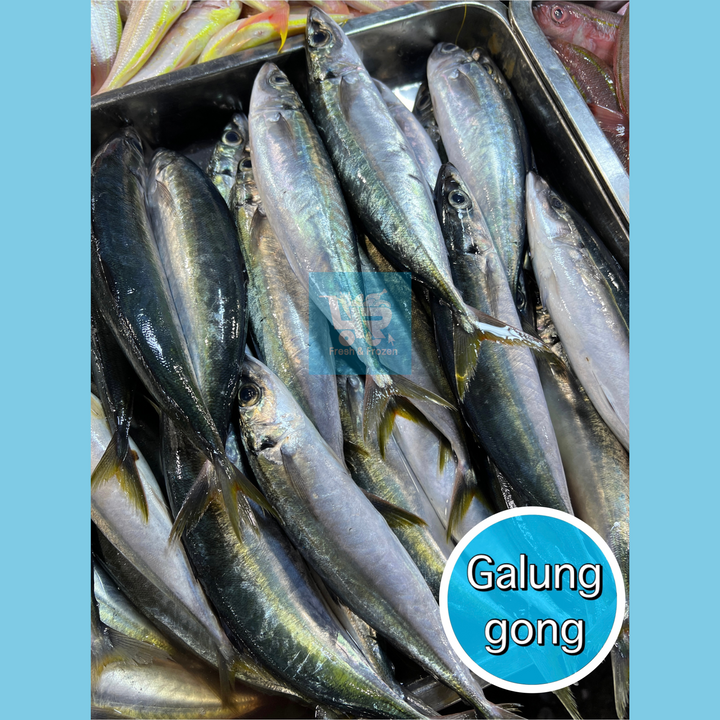 Galunggong (Mackerel Scad) – 4R Fresh And Frozen