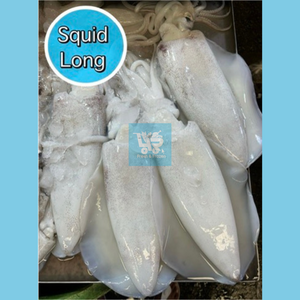 Squid Long (Pusit)