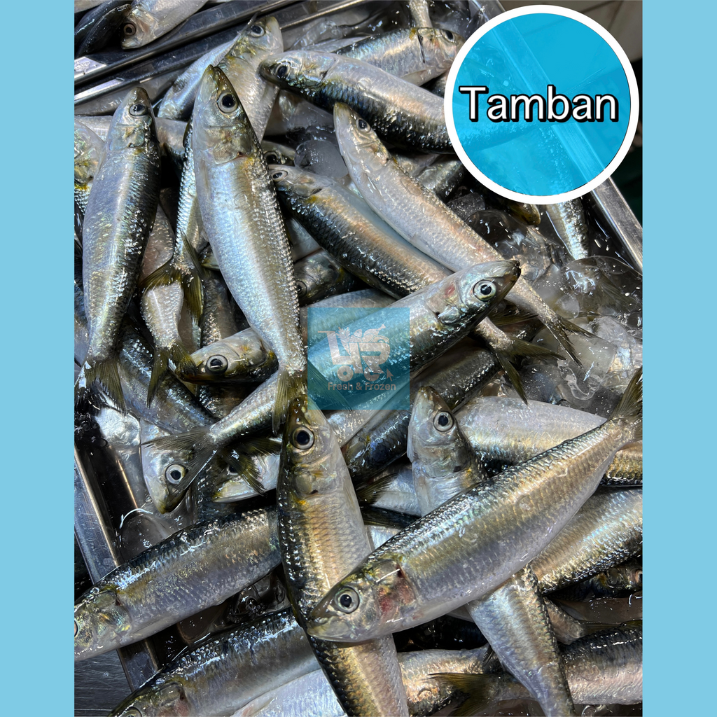 Tamban (Sardinella)