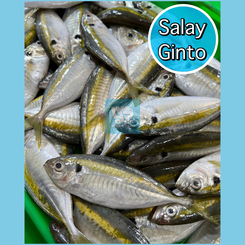 Salay Ginto (Yellow-Stripe Scad)