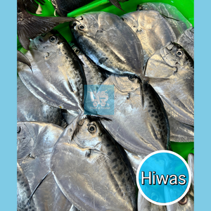 Hiwas / Chabita / Bilong-bilong (Mene or Moon Fish)