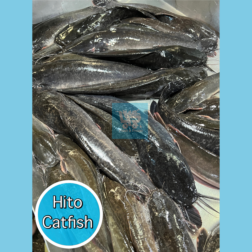 Hito (Catfish)