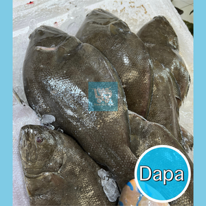 Dapa (Sole Fish)