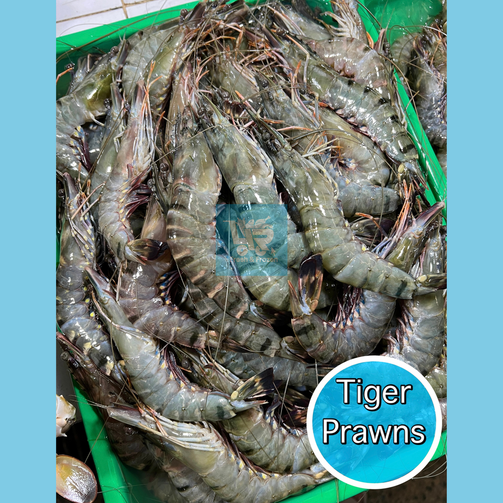 Tiger Prawns (Sugpo)