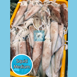 Squid Medium