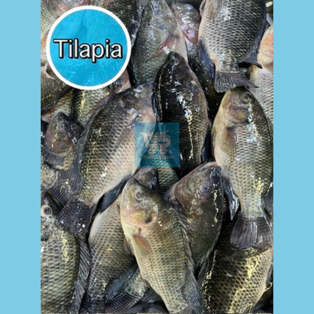 Tilapia