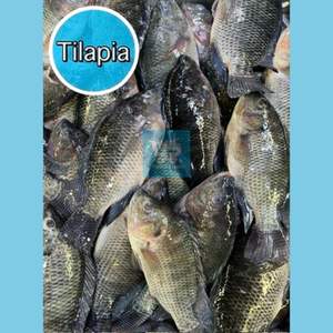 Tilapia