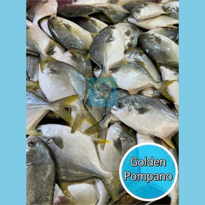 Golden Pomfret (Pompano/Pampano)