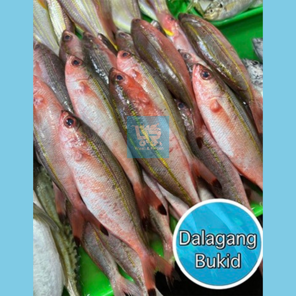 Dalagang Bukid Bilog (Yellow Tail Fusilier)