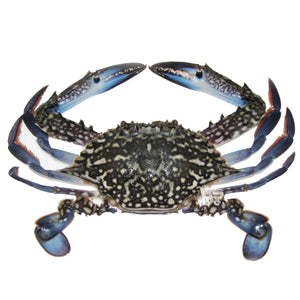 Blue Crab (Alimasag) Fresh - per kilo