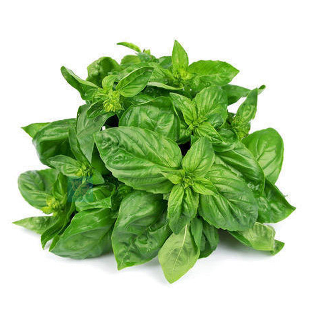 Basil Leaves - 250 grams