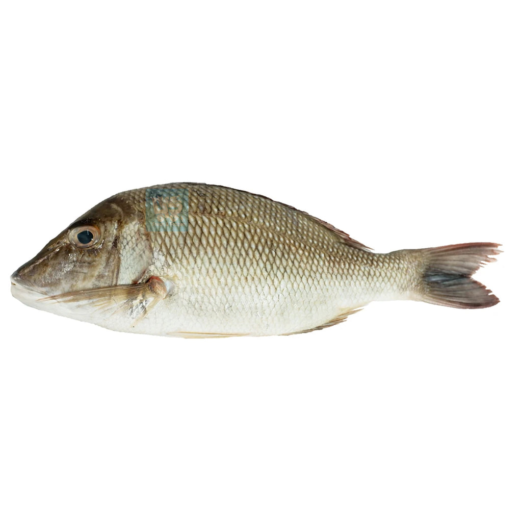 Bitilya / Sweetlip Fish