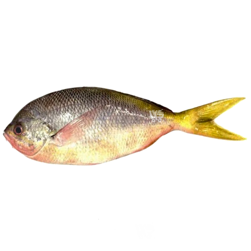 Seafood – 4R Fresh And Frozen