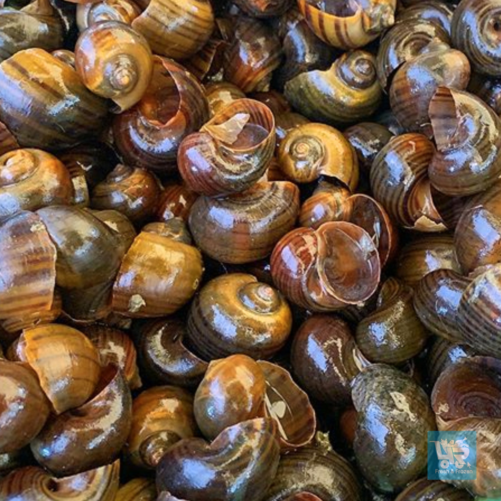 Snail Meal (Kuhol) – 4R Fresh And Frozen