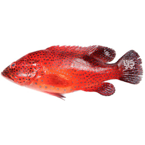 Lapu-Lapu (Grouper Fish)