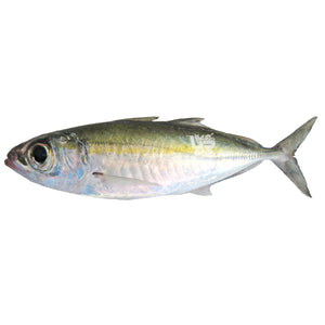 Matangbaka (Bigeyed Scad) – 4R Fresh And Frozen
