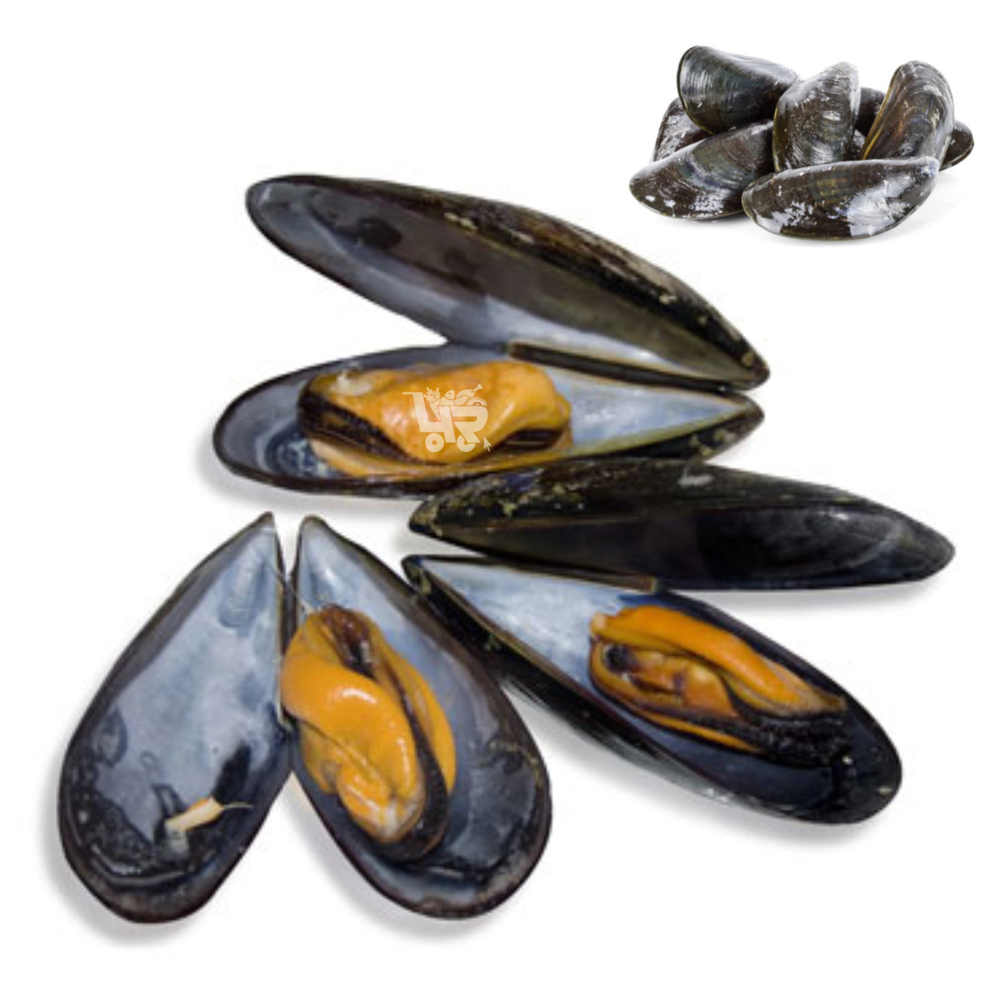 Tahong (Mussels) – 4R Fresh And Frozen