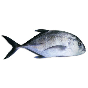 Talakitok (Trevally) Fish