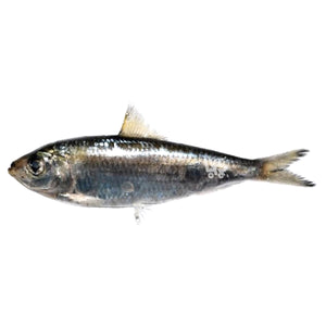 Tawilis (Freshwater Sardines)