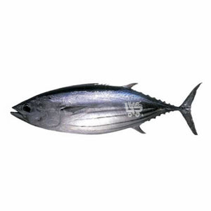 Tulingan (Skipjack Tuna)