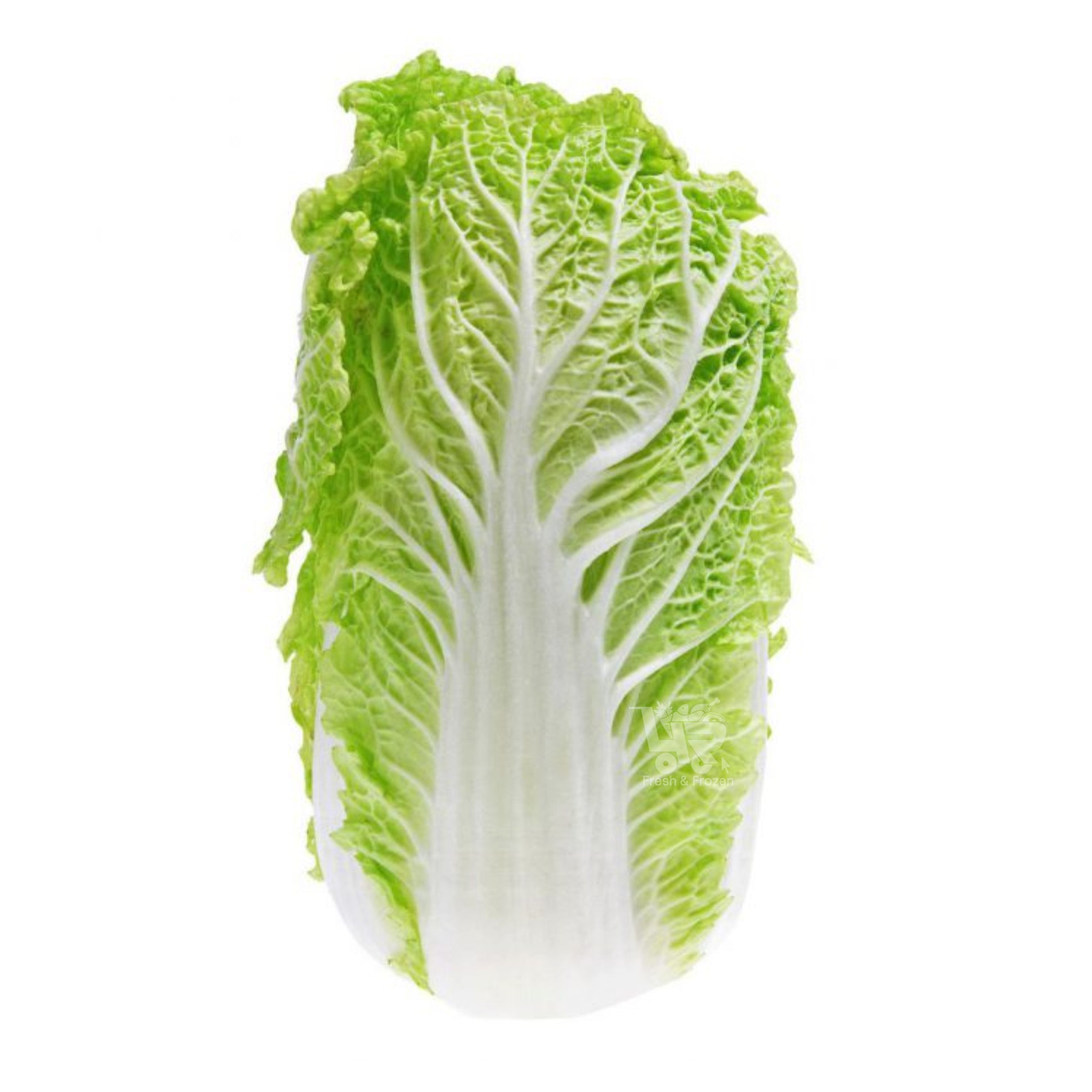 Pechay Wombok (Chinese Cabbage / Baguio Pechay) – 4R Fresh And Frozen