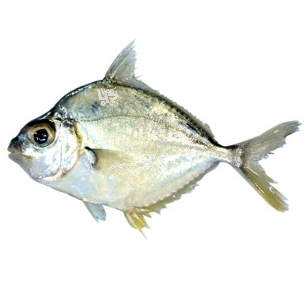 sap-sap-ponyfish-fresh-and-dried-choose-variants-4r-fresh-and